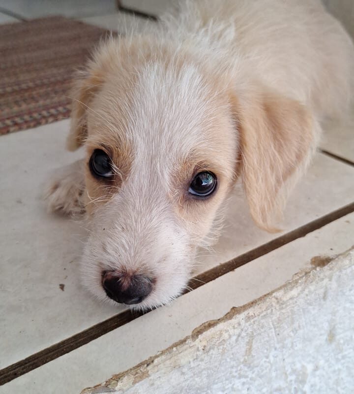 MILKY