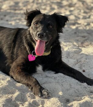 NOVA